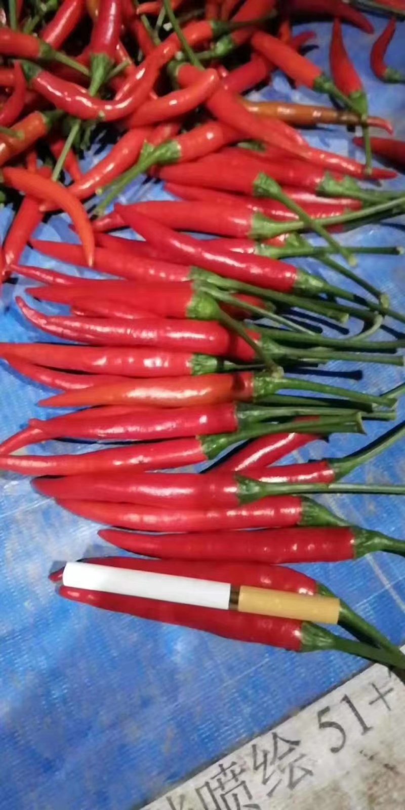 河南小米椒精品艳红辣椒产地直发可视频看货量大从优