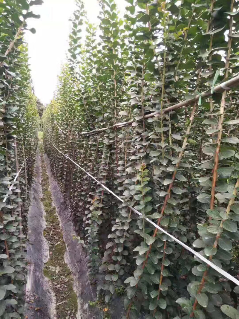 紫薇小苗，紫薇条子紫薇2米高紫薇小苗3米