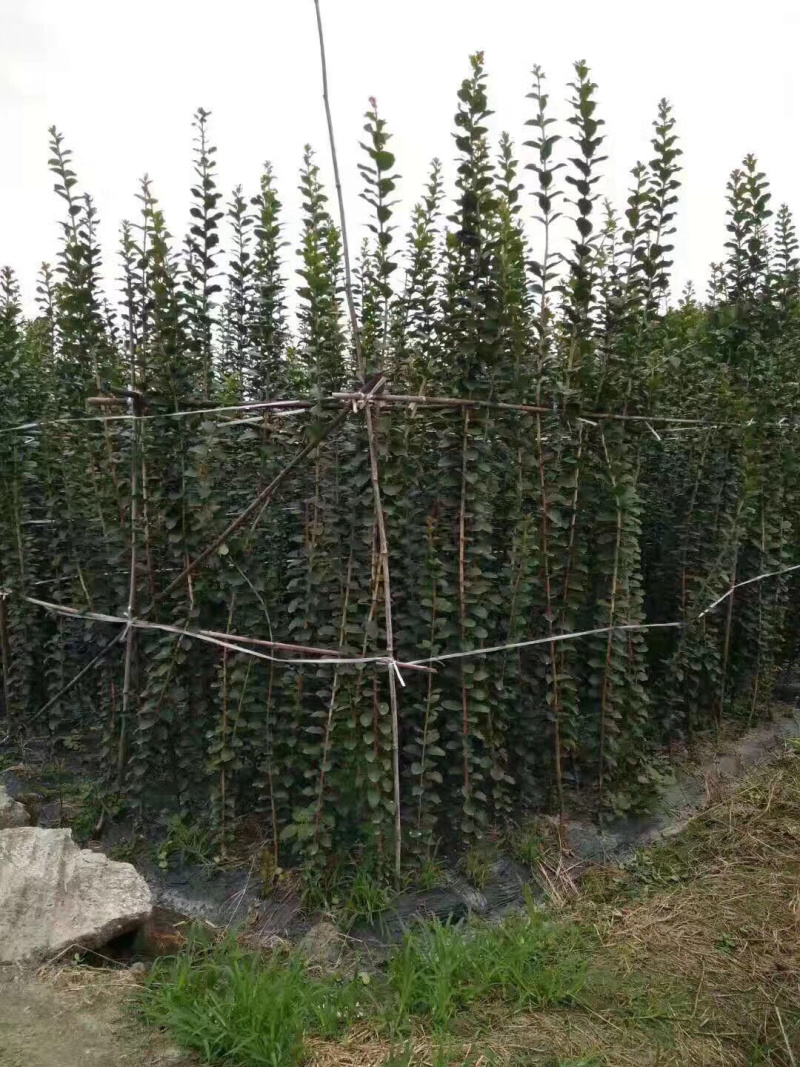 紫薇小苗，紫薇条子紫薇2米高紫薇小苗3米