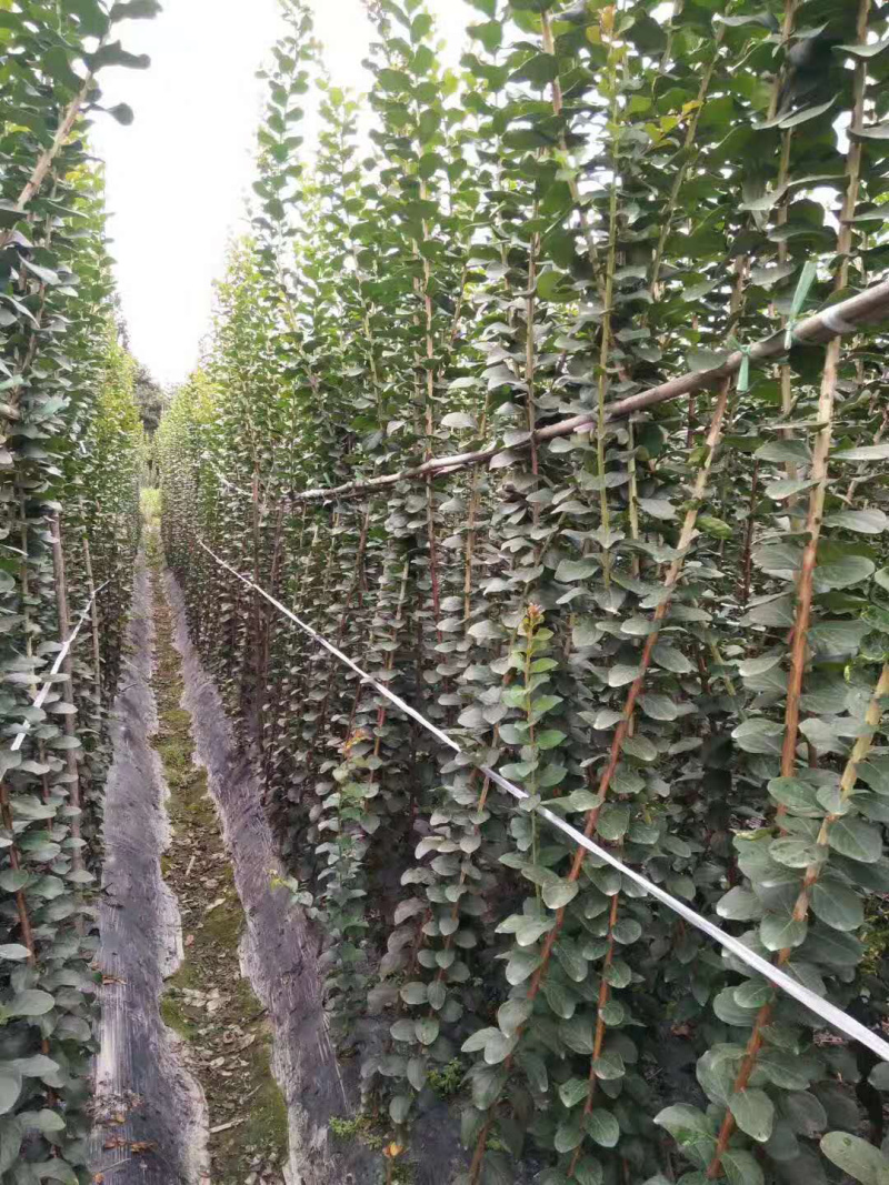 紫薇小苗，紫薇条子紫薇2米高紫薇小苗3米
