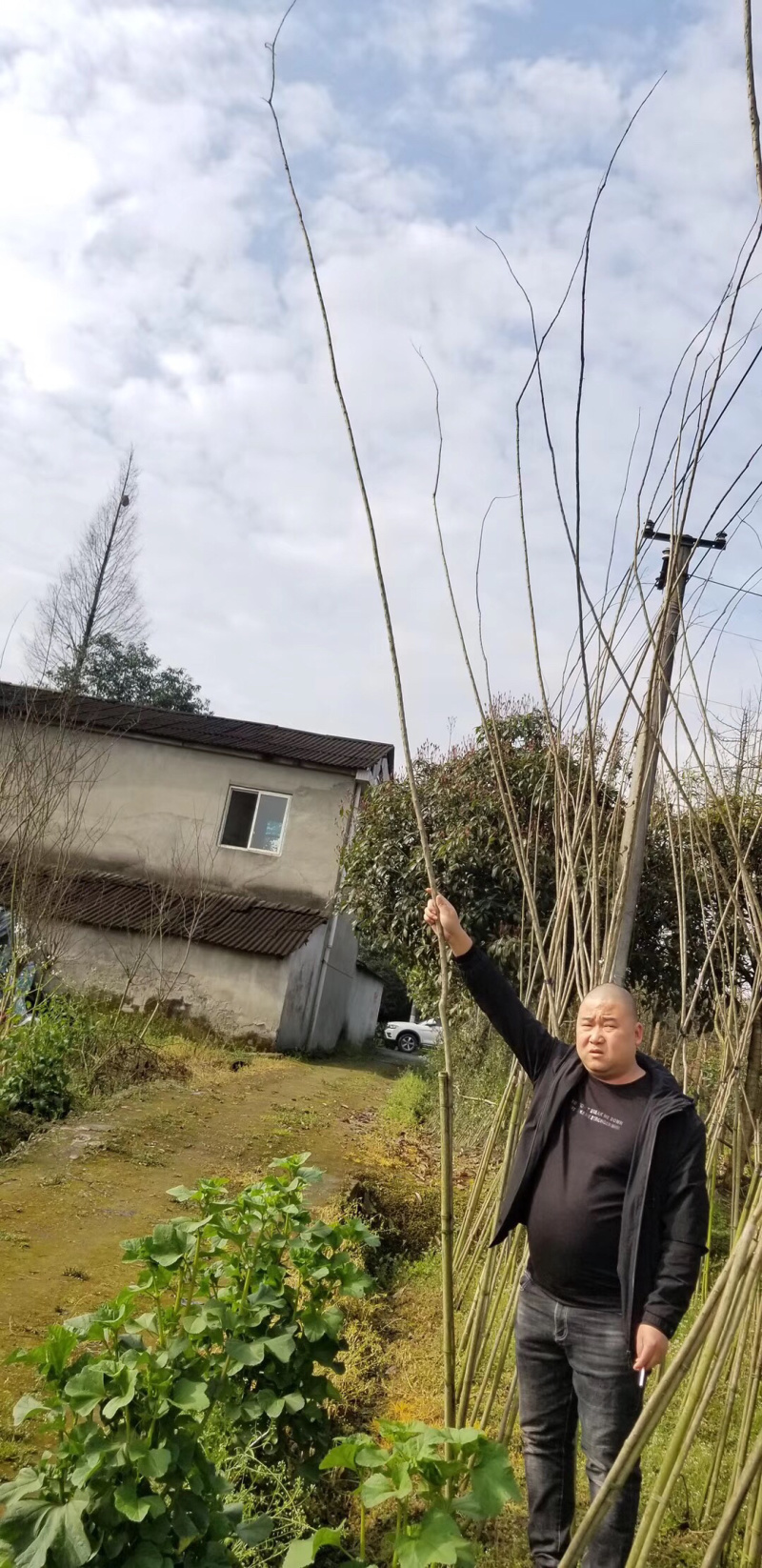 紫薇小苗，紫薇条子紫薇2米高紫薇小苗3米