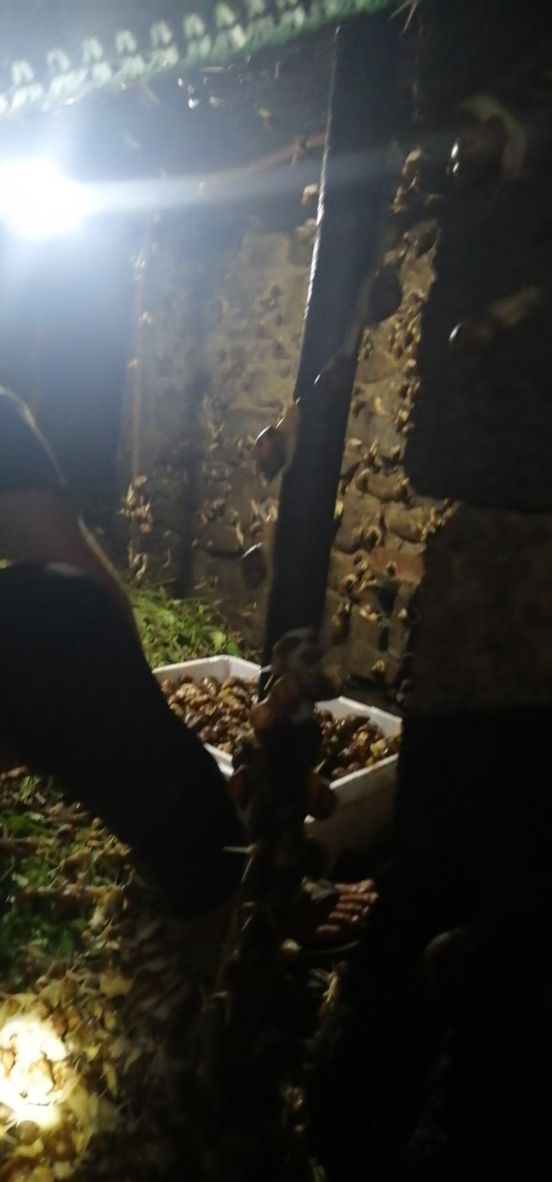 白玉蜗牛