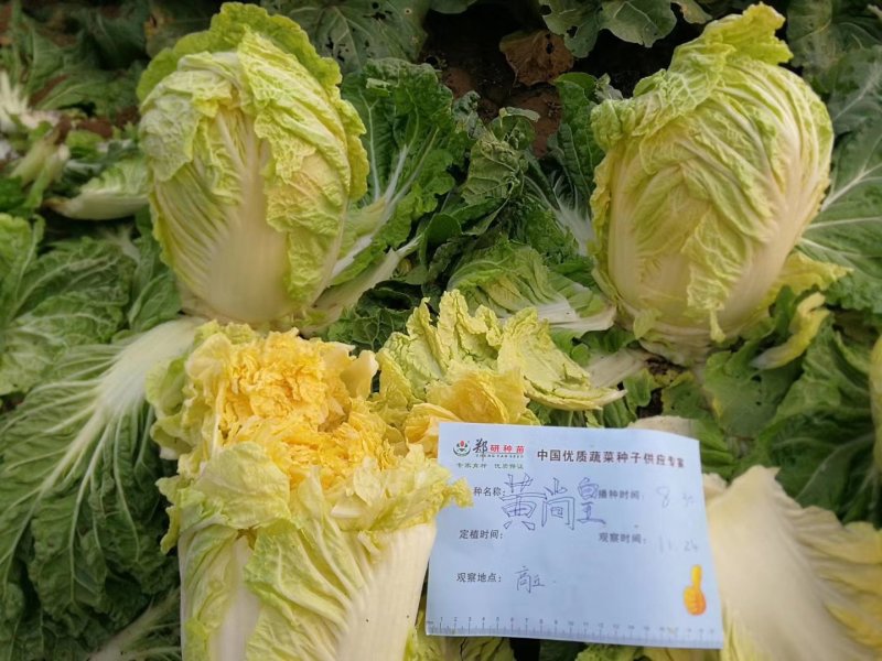 黄尚皇红心彩色大白菜，营养丰富生育期65天