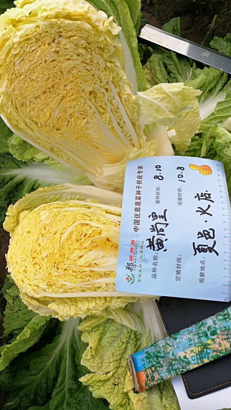 黄尚皇红心彩色大白菜，营养丰富生育期65天