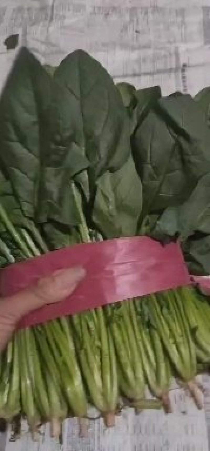菠菜大量上市。20～25，产地直发欢迎咨询优惠