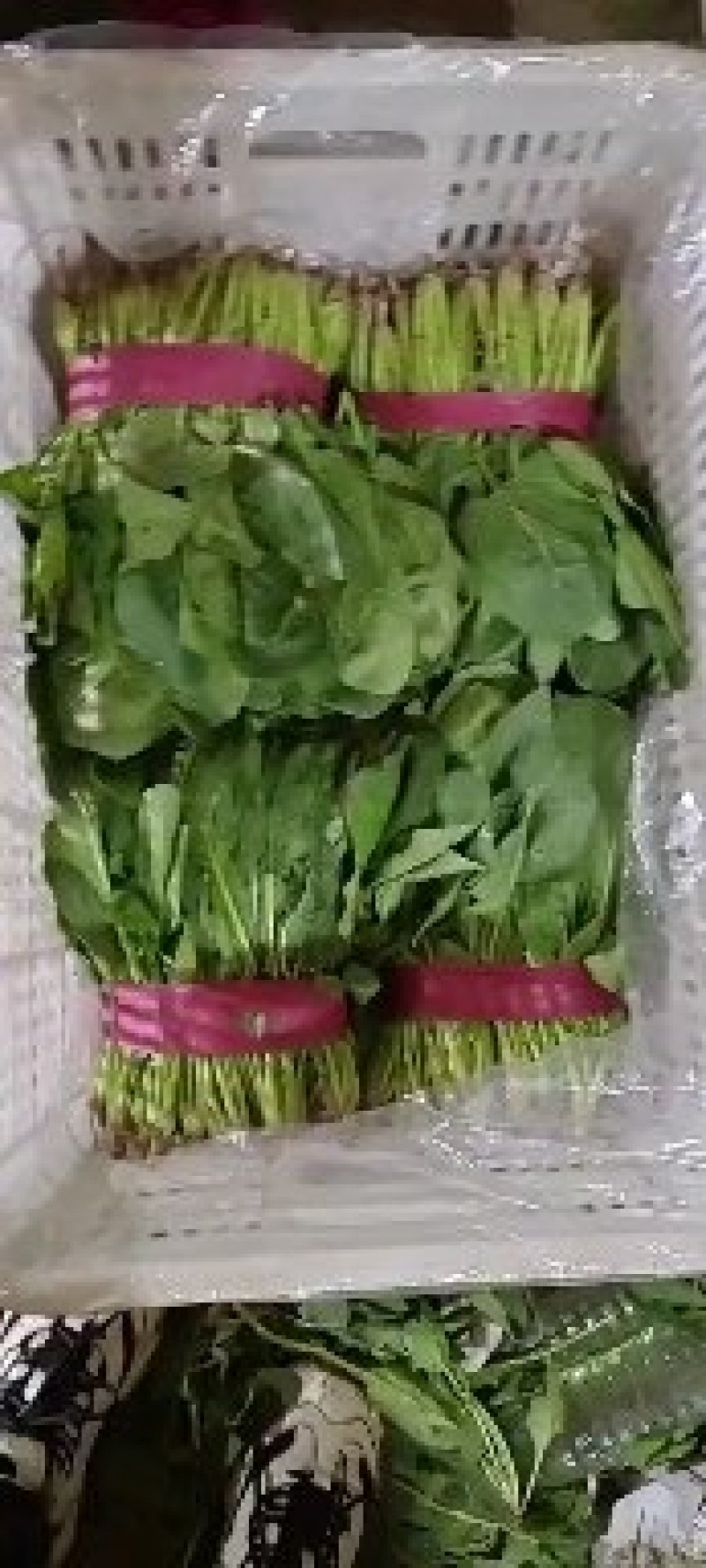 菠菜大量上市。20～25，产地直发欢迎咨询优惠