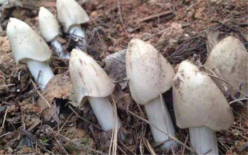 顺风包邮野生鸡枞菌