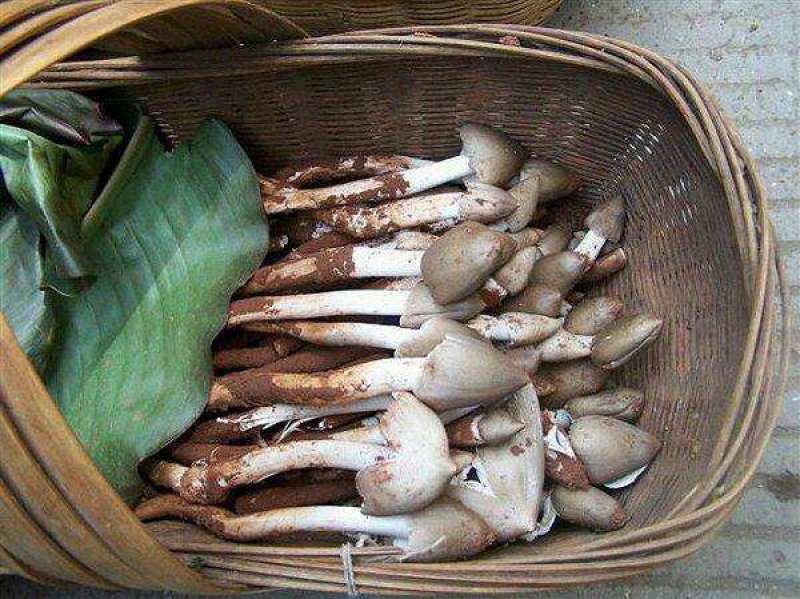 顺风包邮野生鸡枞菌