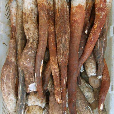 顺风包邮野生鸡枞菌