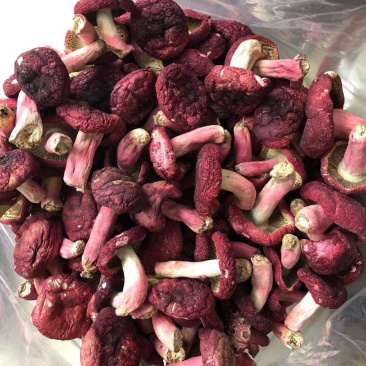 特色大红菌又叫血菌煲汤佳品美容养颜喔
