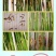 圣丰吉能克甲维.虫螨腈钻心虫甜菜夜蛾稻纵卷叶螟杀虫剂