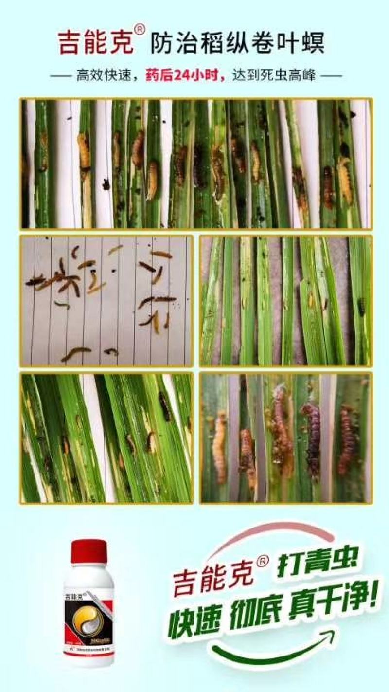 圣丰吉能克甲维.虫螨腈钻心虫甜菜夜蛾稻纵卷叶螟杀虫剂