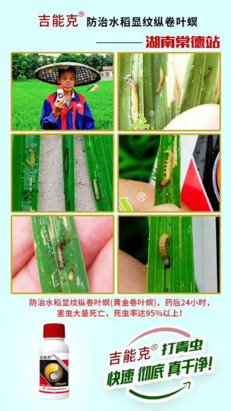 圣丰吉能克甲维.虫螨腈钻心虫甜菜夜蛾稻纵卷叶螟杀虫剂