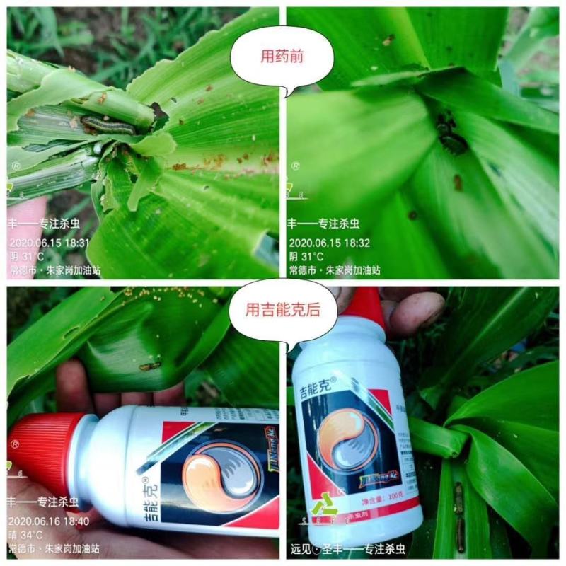 圣丰吉能克甲维.虫螨腈钻心虫甜菜夜蛾稻纵卷叶螟杀虫剂