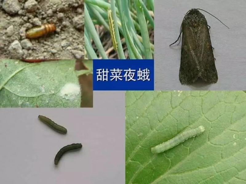 圣丰吉能克甲维.虫螨腈钻心虫甜菜夜蛾稻纵卷叶螟杀虫剂
