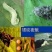 圣丰吉能克甲维.虫螨腈钻心虫甜菜夜蛾稻纵卷叶螟杀虫剂