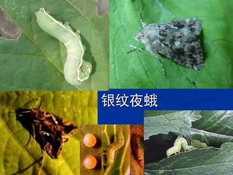 圣丰吉能克甲维.虫螨腈钻心虫甜菜夜蛾稻纵卷叶螟杀虫剂