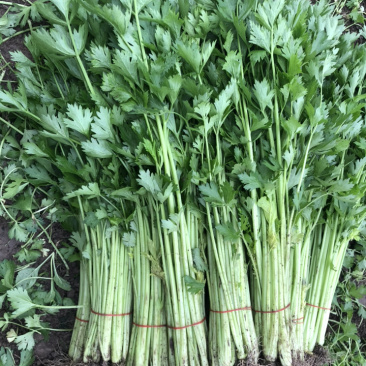 新鲜精品大棚芹菜，现收现发，欢迎合作
