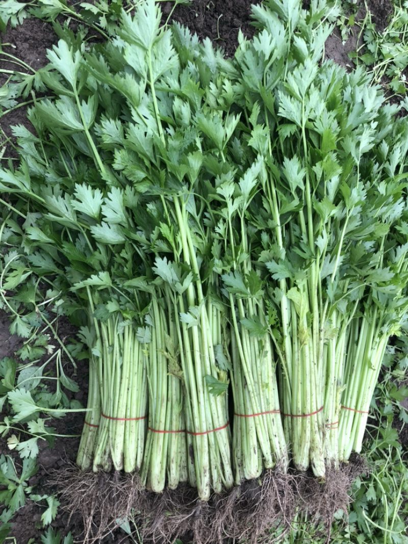 新鲜精品大棚芹菜，现收现发，欢迎合作