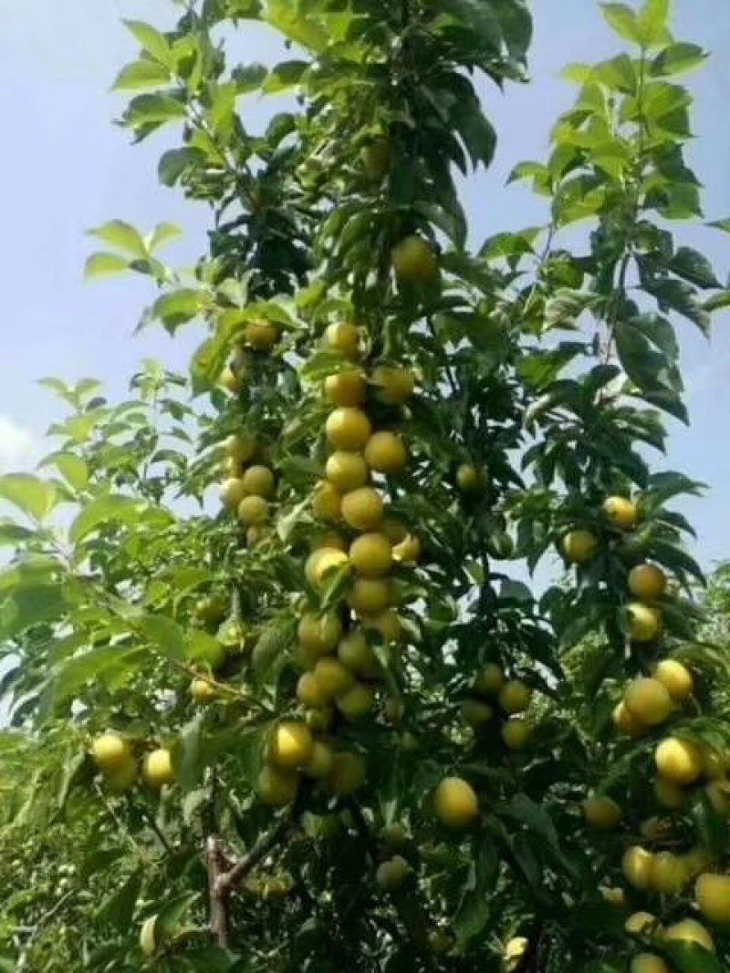 出售小绥河黄干核李子树苗