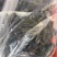 精品玫瑰香葡萄非诚勿扰