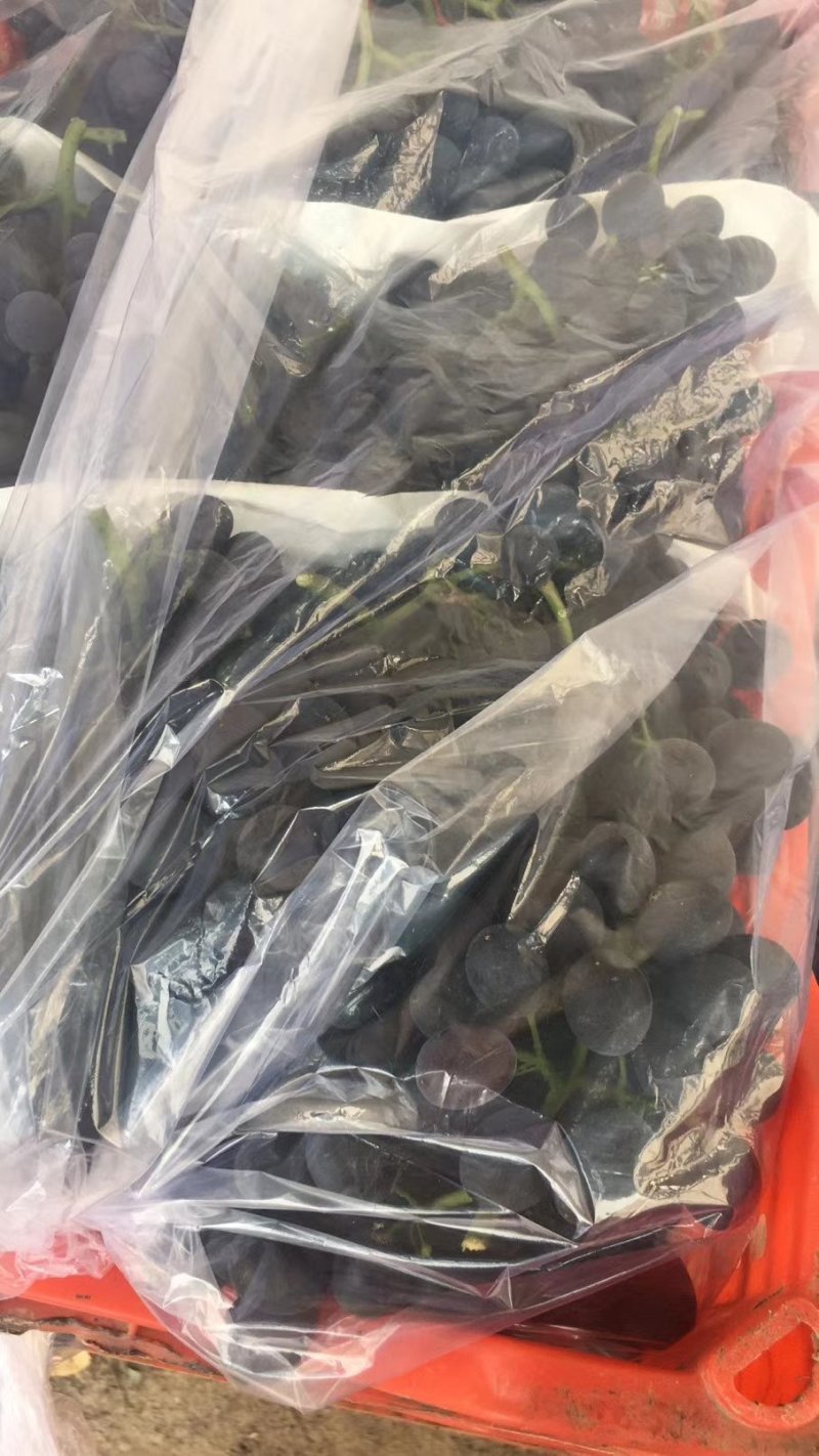 精品玫瑰香葡萄非诚勿扰