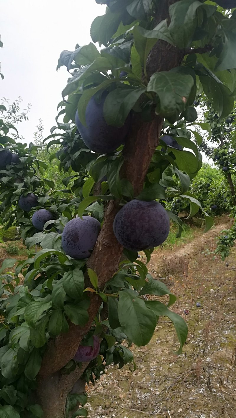 李子，黑布林