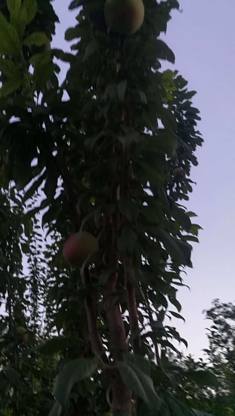 李子，黑布林