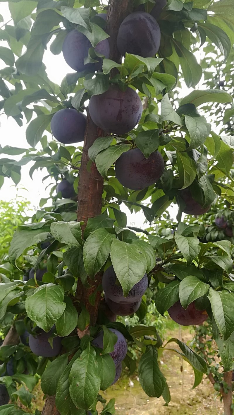 李子，黑布林