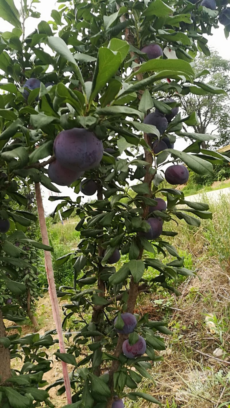 李子，黑布林