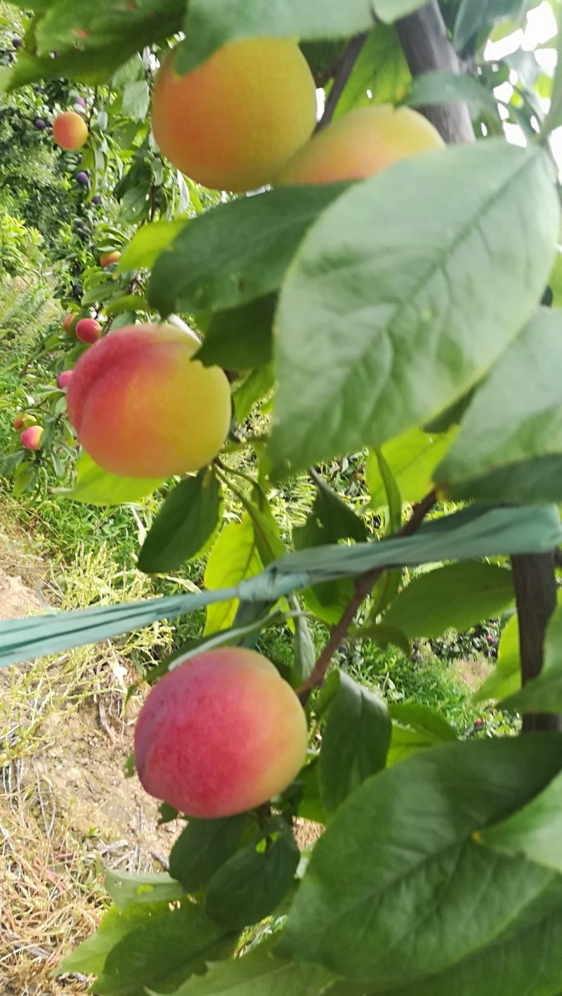 李子红布林