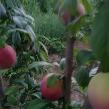 李子红布林