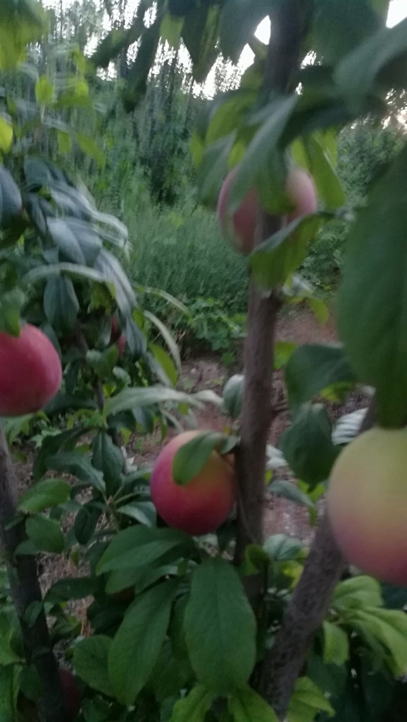 李子红布林