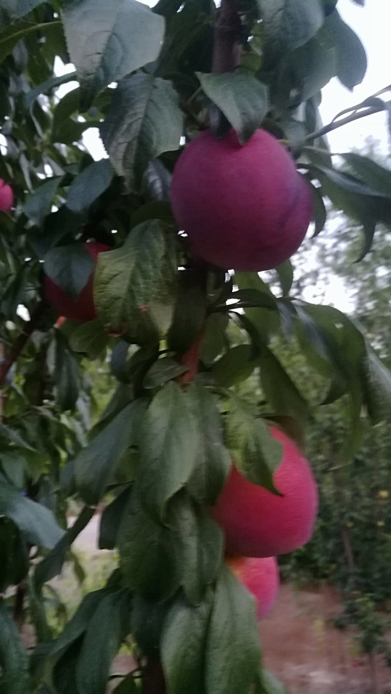 李子红布林