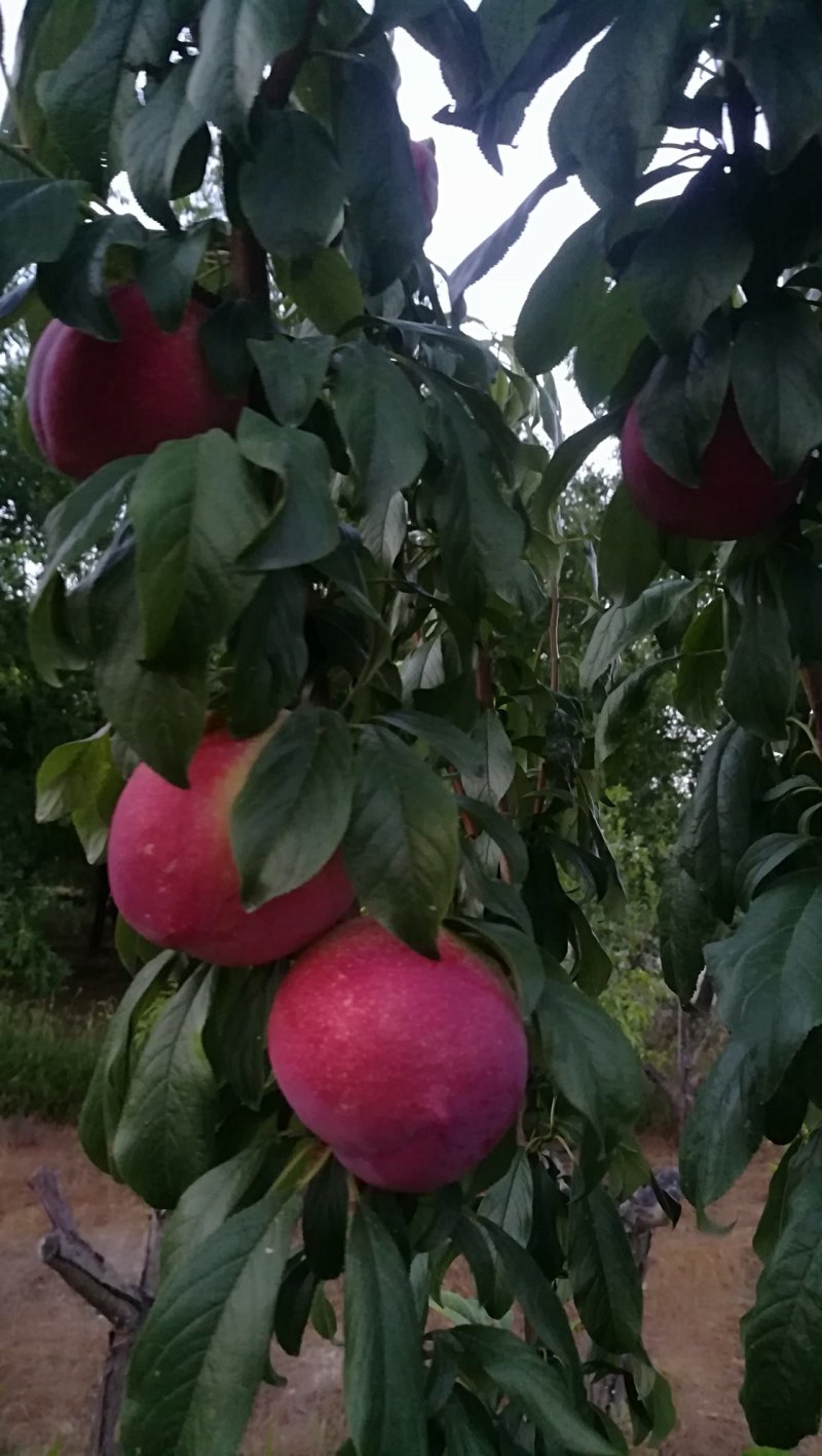 李子红布林