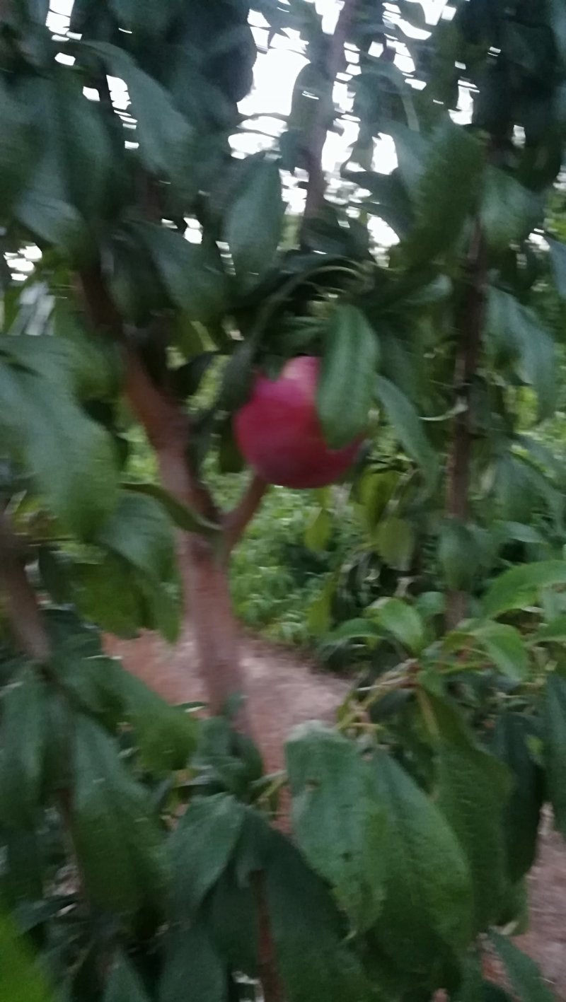 李子红布林