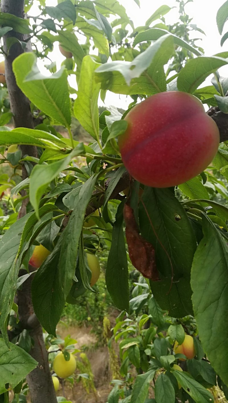 李子红布林