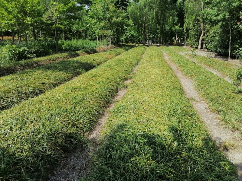 成都沿阶草基地批发，精品沿阶草