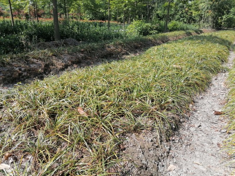 成都沿阶草基地批发，精品沿阶草