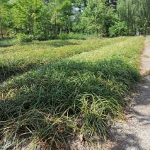 成都沿阶草基地批发，精品沿阶草