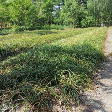 成都沿阶草基地批发，精品沿阶草