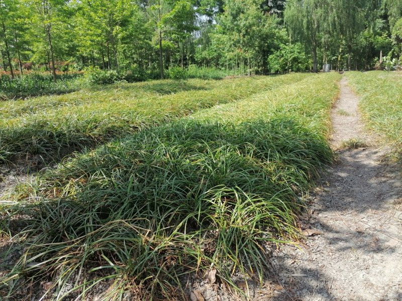 成都沿阶草基地批发，精品沿阶草