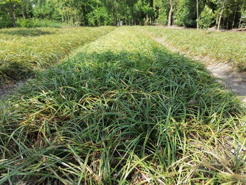 成都沿阶草基地批发，精品沿阶草