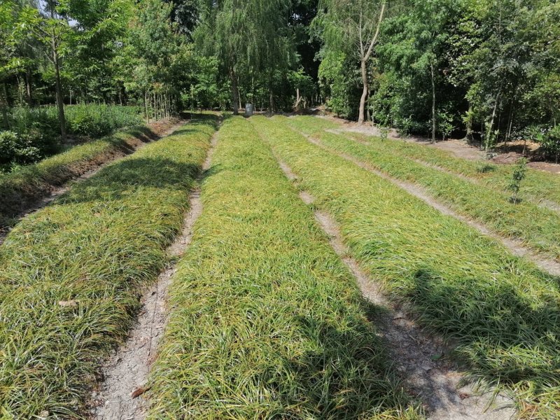 成都沿阶草基地批发，精品沿阶草