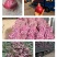 山西太谷红皮洋葱大量上市个头均匀80起步价格美丽