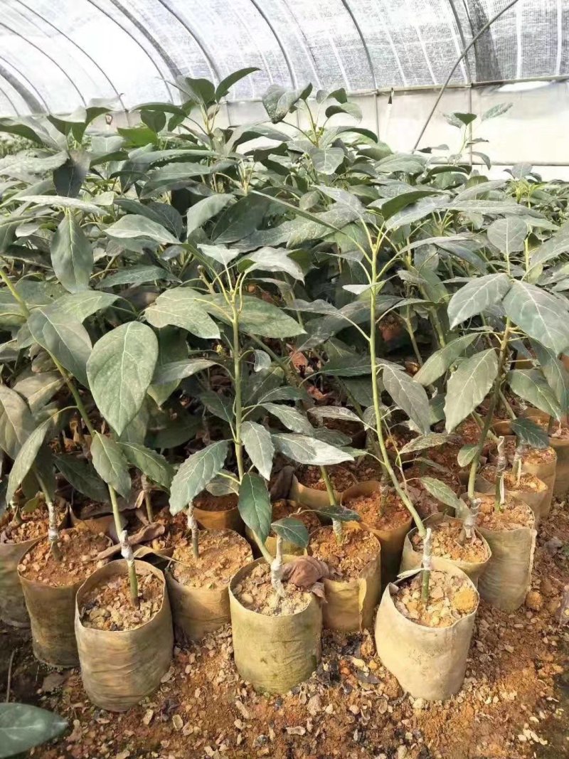 牛油果树苗美国哈斯牛油果苗树苗鳄梨牛油果苗