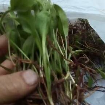 山里天然野生一支箭又称一叶草