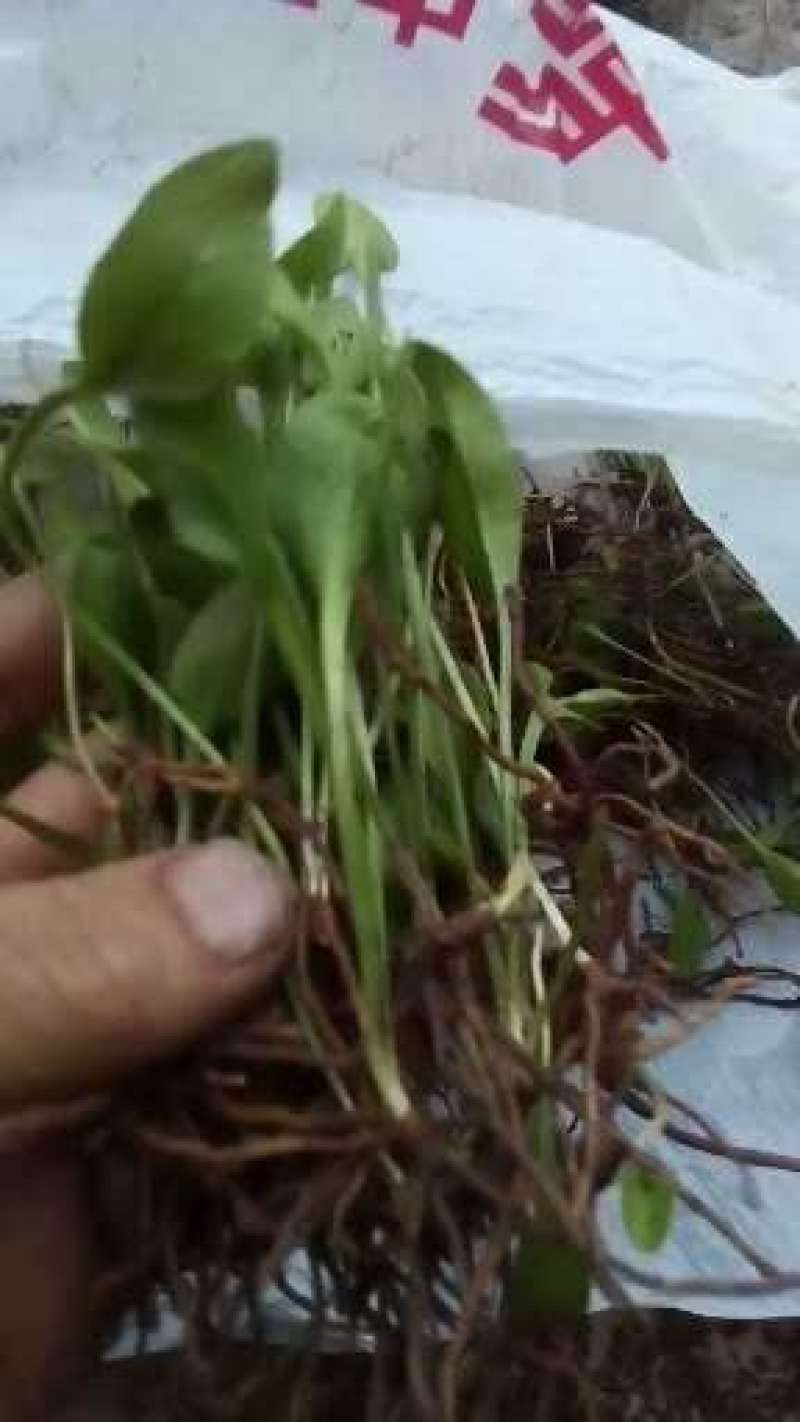 山里天然野生一支箭又称一叶草