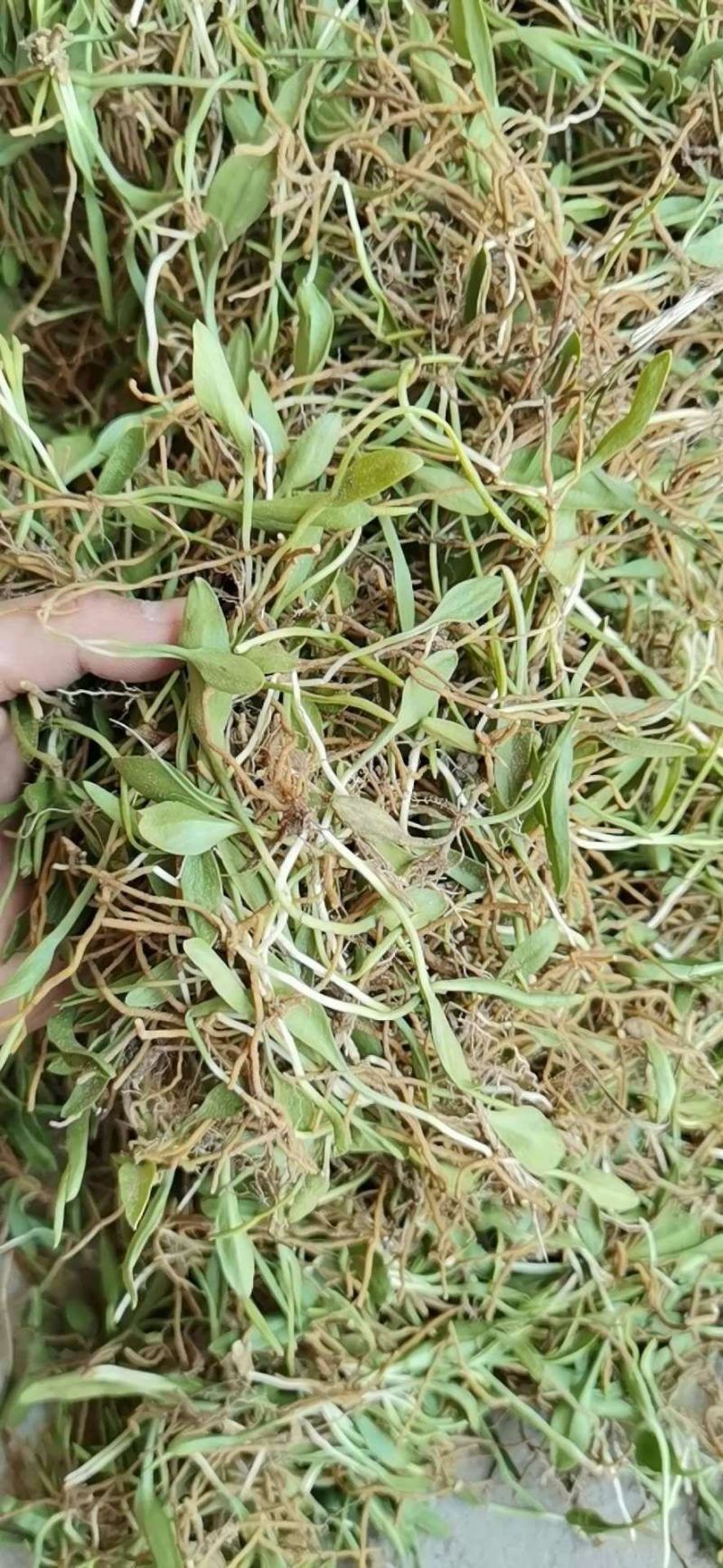 山里天然野生一支箭又称一叶草