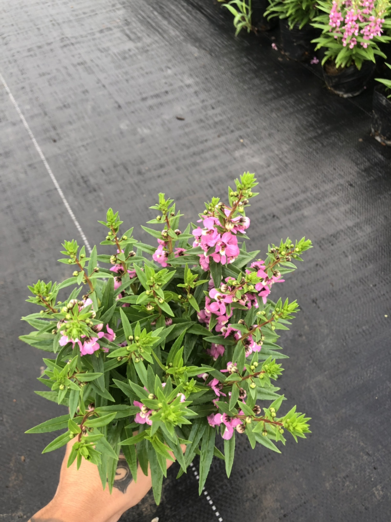 大量现货泥碳土现货供应